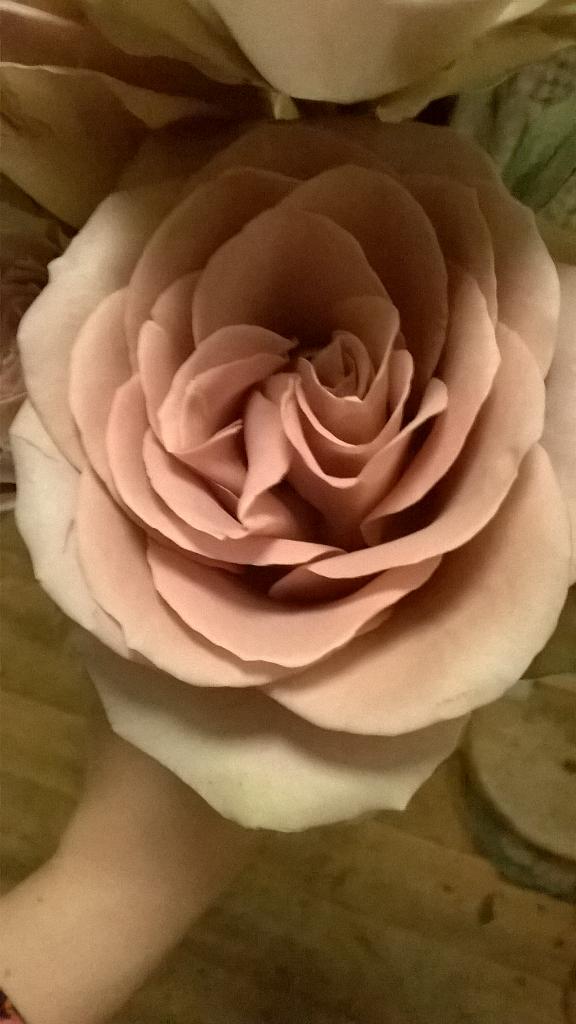 Katiemacabee's tweet image. I've nicknamed these #Roses. CORPSE Rose. They are the most beautiful thing I have ever seen... #hauntinglybeautiful