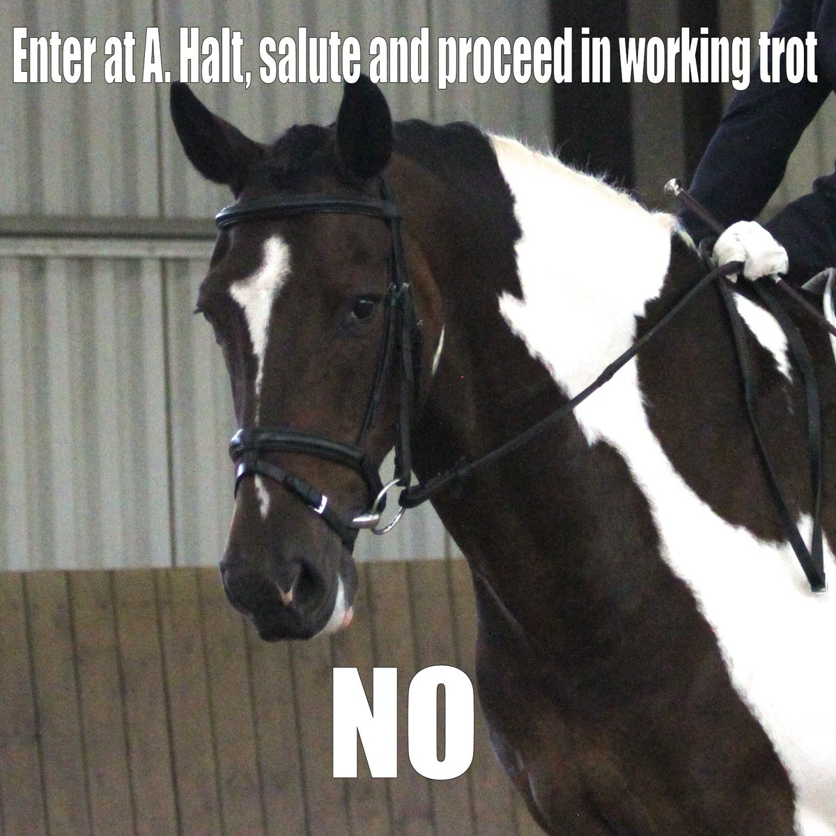 EVENTfulHORSE's tweet photo. #grumpyhorse http://t.co/RTFKfD5kDz