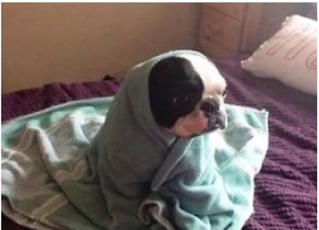lavieslullabies's tweet photo. "è successo anche a te"

SVEGLIARTI LA MATTINA E RESTARE NEL LETTO PER ALMENO 20 MINUTI COSI', STILE LARVA. http://t.co/TKKjUiPehX