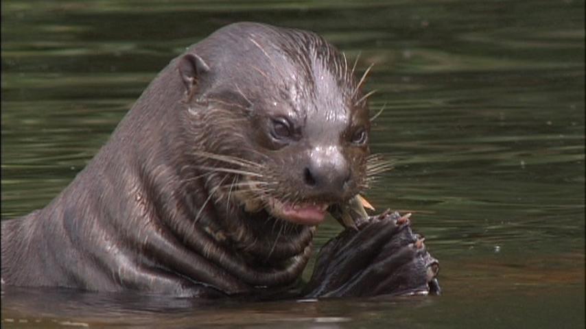 世界遺産 Twitterren マヌー国立公園の水辺に暮らすオオカワウソ 世界中で1000頭ほどしかおらず マヌーの森が最大の生息地と言われています 大きいもので体長２ｍ 彼らは時にワニをも襲う 明日の放送で ワニと争う貴重な映像を紹介します Http T Co Drvkfxjtfg