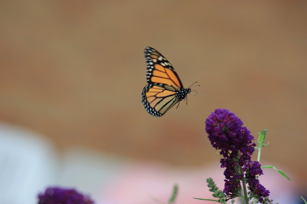 GoodCitizenBrad's tweet photo. "Just when the caterpillar thought the world was ending, he turned into a butterfly." --Proverb http://t.co/0SVSJDc3dj