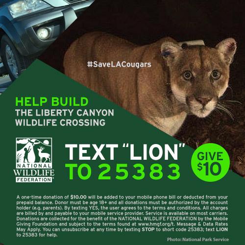 Leighwy's tweet photo. Help #matchthemillion to build a wildlife crossing &amp; protect #wildlife! #savelacougars #LA @NWFCalifornia http://t.co/5WbHpV9BcK