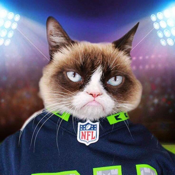 Grumpy Cat (@realgrumpycat) on Twitter photo 