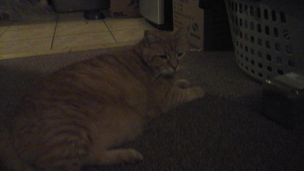 Minecraft_Moses's tweet image. KITTY CAT