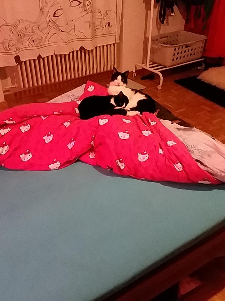 LuvItachi's tweet image. This #catproblem ! I want to sleep so bad...but don't want to move the Cats, because they will hate me for this 😯