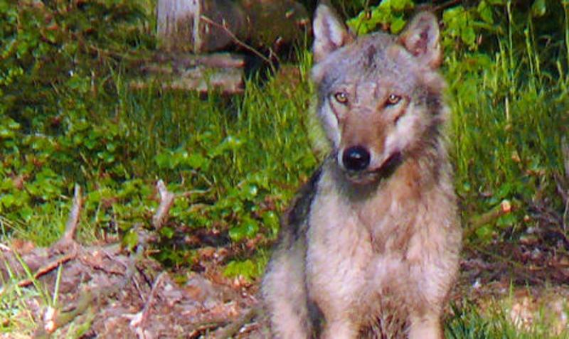 ذئب بري تم تعقبه في محيط كولون يزيد مخاوف عودة الذئاب في #ألمانيا بعد إختفائها منذ القرن الـ١٩