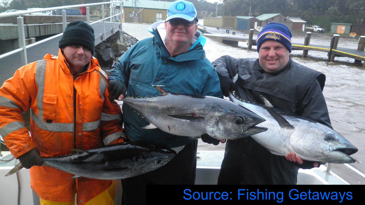 bayfishntrips's tweet photo. New Bluefin #Tuna #fishing package - 
http://t.co/0EGJvSbh3m 
Call for info or to book!! #charter #deepseafishing http://t.co/OCPsOcXslV