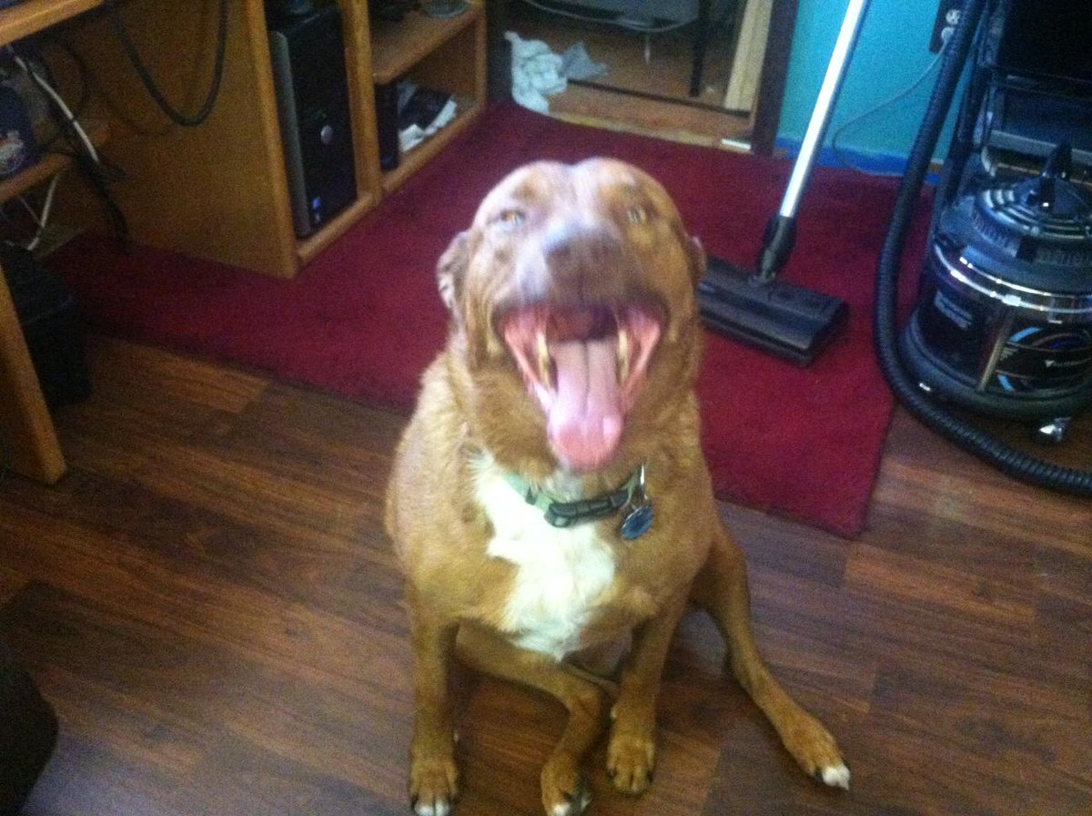 JJMcCartneyLive's tweet photo. #Jared2016 Vote for Jared. He is wise beyond his years, he's loyal, and he doesn't play golf! + he's a family dog! http://t.co/27Oy5b0wjw