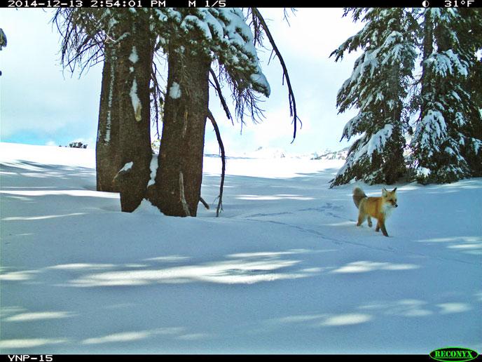 RT <a href="/calacademy/">California Academy of Sciences</a> Spotted in #Yosemite for 1st time in nearly 100 yrs rare Sierra Nevada Red Fox! 1.usa.gov/1BFobWy