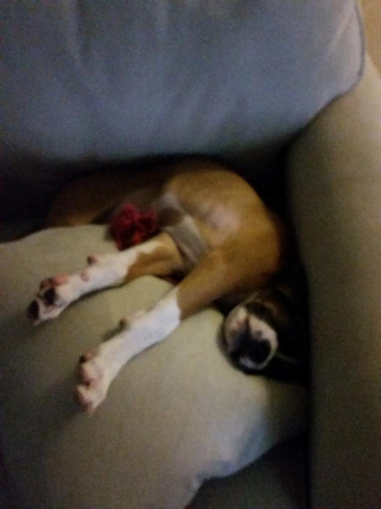 BoxerChronicles's tweet image. Weirdest sleeping positions I have  lol :)