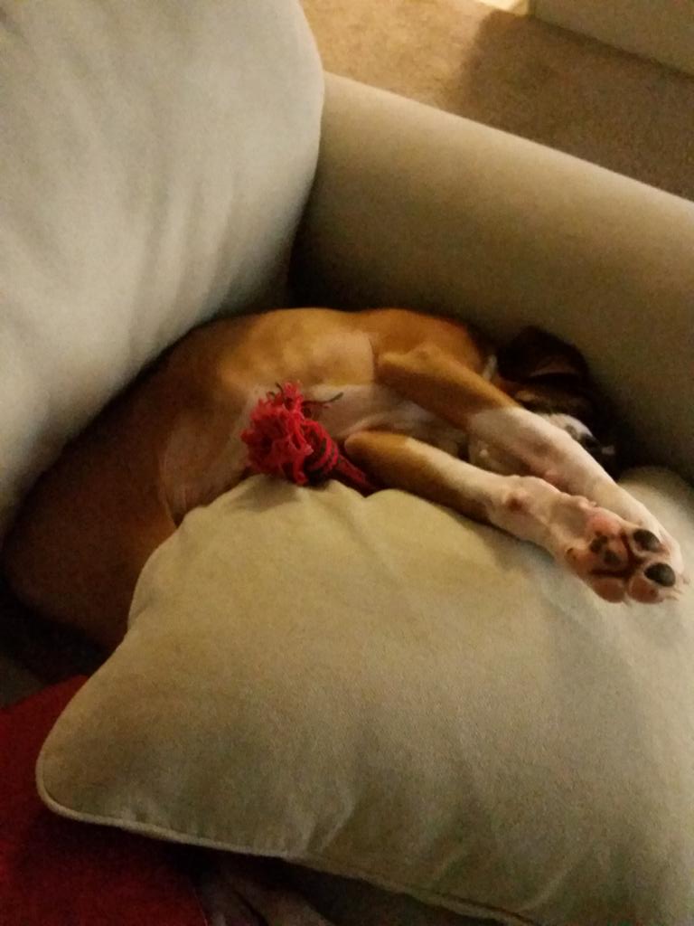 BoxerChronicles's tweet image. Weirdest sleeping positions I have  lol :)