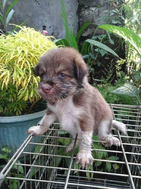 AnimalShantiEdu's tweet photo. Please help! mencari adopter untuk #ichi. Anjing bali, cewe, direscue dr jalanan tabanan. pls bantu RT http://t.co/AznJMJHu62