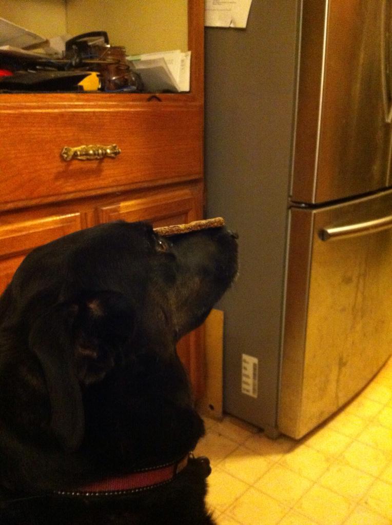 molly_macd's tweet image. She loves her @CalicoBaking dog treats!!! Thank you! #spokesdog #deepconcentration @jeneric41