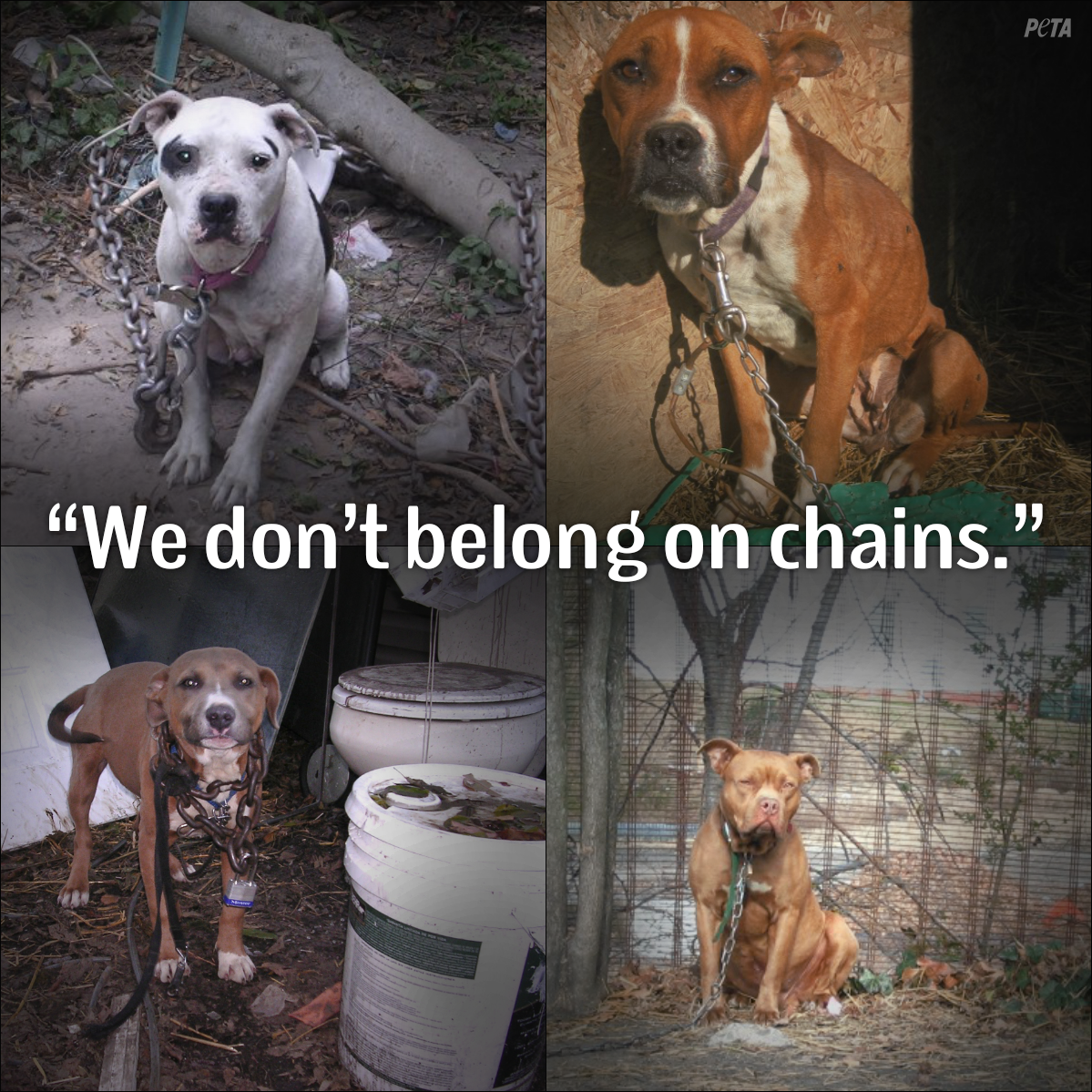 Peta در توییتر Dogs Are Not Objects To Just Tie Up Outside Forget About Rt If Your Dog Is Part Of The Family Banchaining Http T Co Ykwhzopgo4