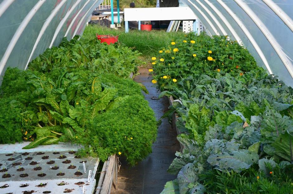 aquaponie.net/culture-raft-d…
La culture flottante sur raft ou DWC, une technique de pro à utiliser au jardin ?
