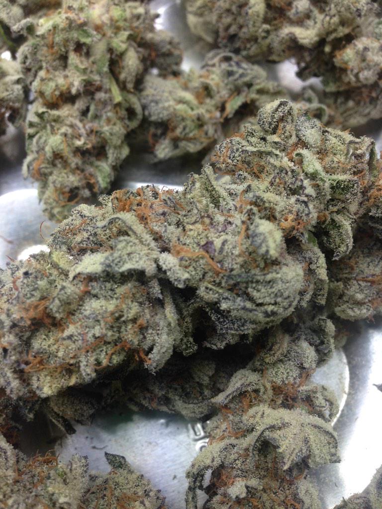 gagegreengroup's tweet photo. mendo breath f2 grown by mr.spliff. GageGreen http://t.co/sgxSGmGJAw www .vitalorganisms.com blessed#cannabis http://t.co/fGhkpRz9ss
