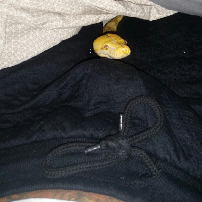 Is that a snake or are you just happy to see me?   Oh, a snake? Ok, nevermind... http://t.co/DCL0gtS