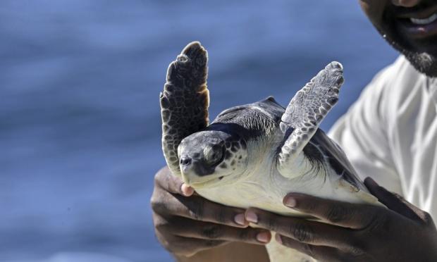 LangBanks's tweet photo. Happy news… 1,200 turtles head for freedom in Gulf of Mexico after rescue operation http://t.co/WSo07b4nYe http://t.co/1NLhYalmsY