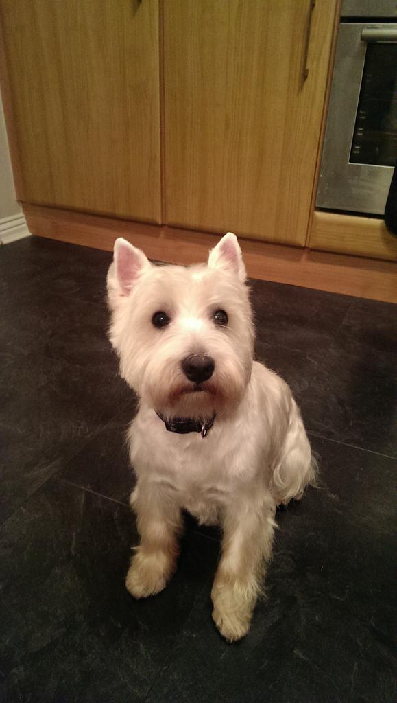 traceytrouble22's tweet photo. Doesn't our little #westie look very cool after he's been to the groomers x http://t.co/l1t4kqgNhs