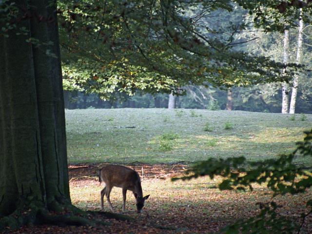 CheapNL's tweet image. Unieke actie! 4 dagen naar de Veluwe voor een spotprijs! Nu met 80% korting voor 39,00 pp!! ow.ly/Ig3Ds