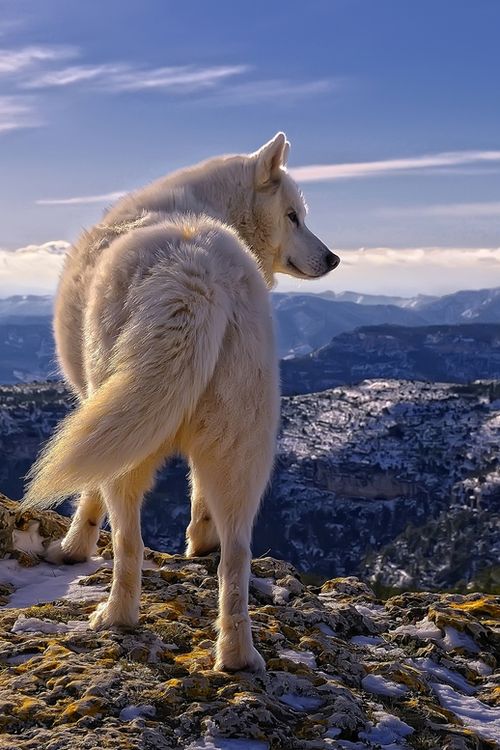 EL LOBO SOLITARIO