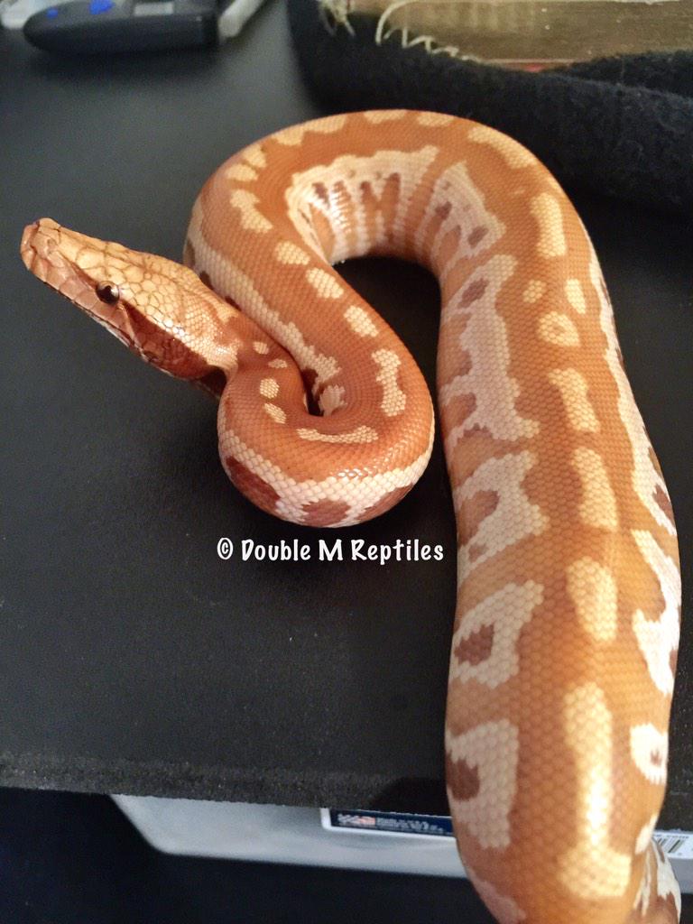 GearworkExotics's tweet image. this girl - she&apos;s always watching bloodpython #pythonbrongersmai #caramelalbino