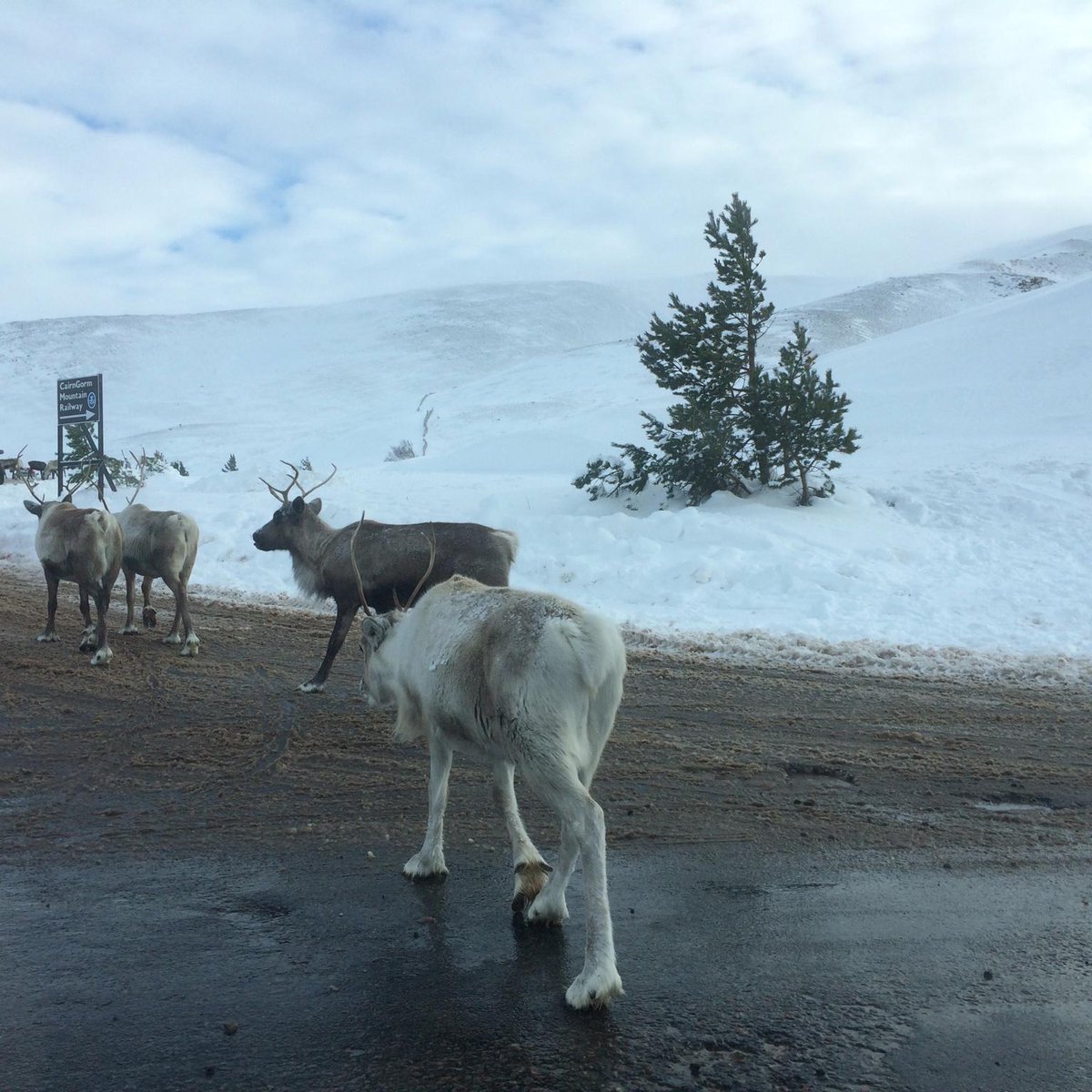 Unscheduled break from photographing the Cairngorm Mountains…Reindeer crossing!