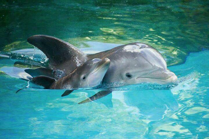 marisomer's tweet photo. GMorng #ecofriends #ianbemyvalentine #WeSupportTheDolphinProject @melissayeager33 @BlueFireCarol @igloo907 http://t.co/TDexYObRKj