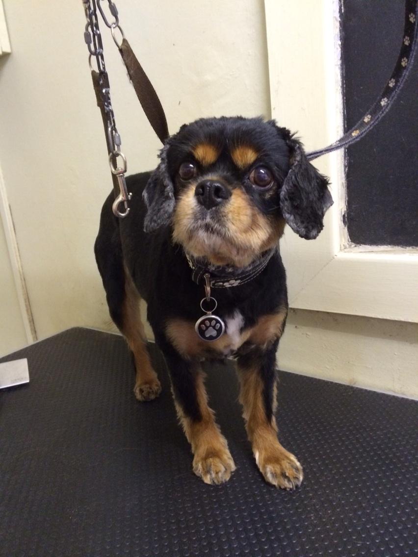 adorablemolly's tweet photo. Woof woof pampering finished ..thanks @poshpoochescard http://t.co/ggzbHcpPg4