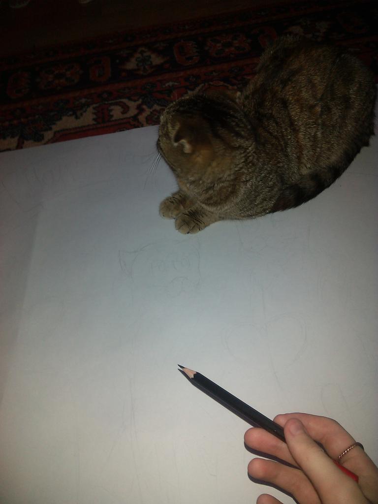 geksly's tweet photo. Лол) рисовали стенгазету вместе с кошкой) http://t.co/iWoc95Y1ex
