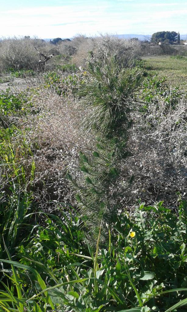 HispaniaVerdee's tweet photo. Los pinos que plantamos el año pasado siguen creciendo. Este año serán muchos más. ¡Hagamos una España más verde! http://t.co/4FSqxxnFc6