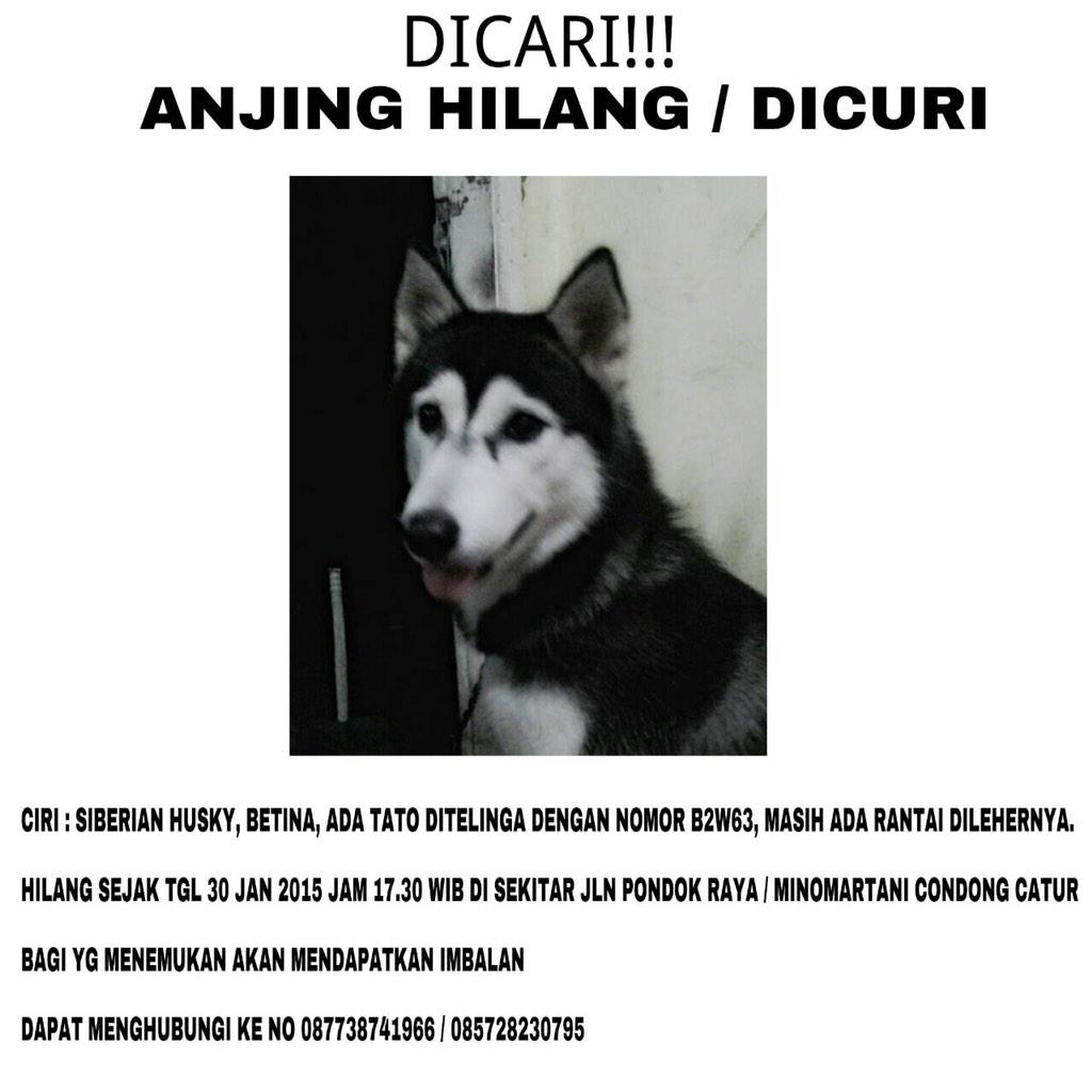 Rm On Twitter Bantu Share Anjing Hilang Jogjatoday Mbahkjogja