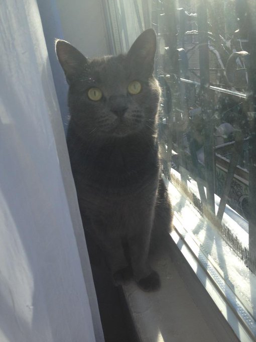 My cat is the most beautiful 😻😻😻 #crazycatlady http://t.co/trbJN5B6uf<a href="/tag/crazycatlady"class="tags">#crazycatlady</a>