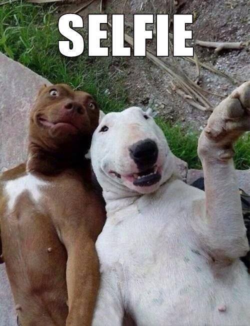 AnimalWelfareGa's tweet photo. Today is love your dog day! Spread the word! Take a dog selfie!  #fortheloveofdogs #dogs #selfie http://t.co/Cg6NBSBQ6G