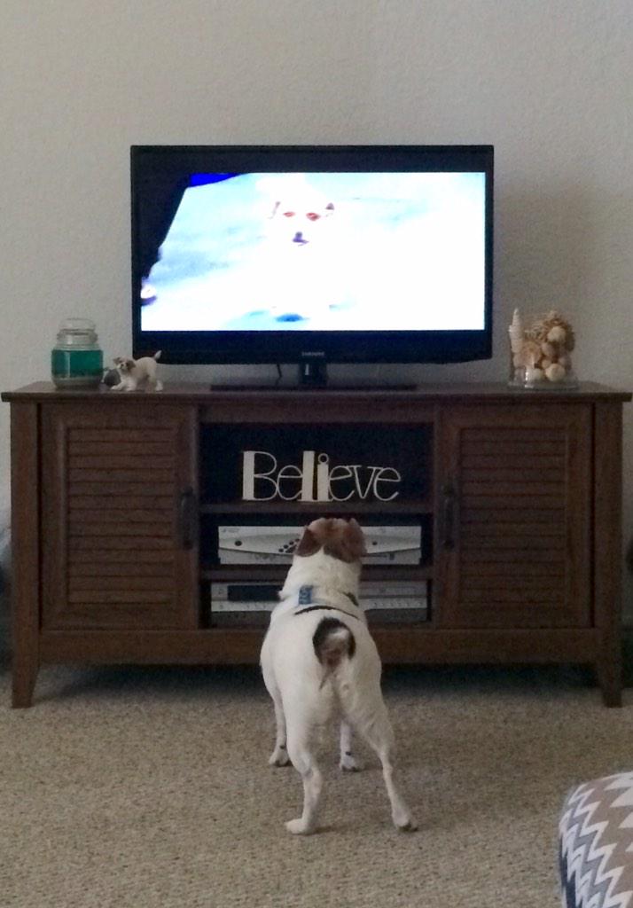 WendyMichelleC's tweet photo. Jake supports the Russell Terrier. @akcdoglovers @JRTgang #JackRussellTerrier #JRT #AKC #JakeSmurf http://t.co/YBxz6dMXb3