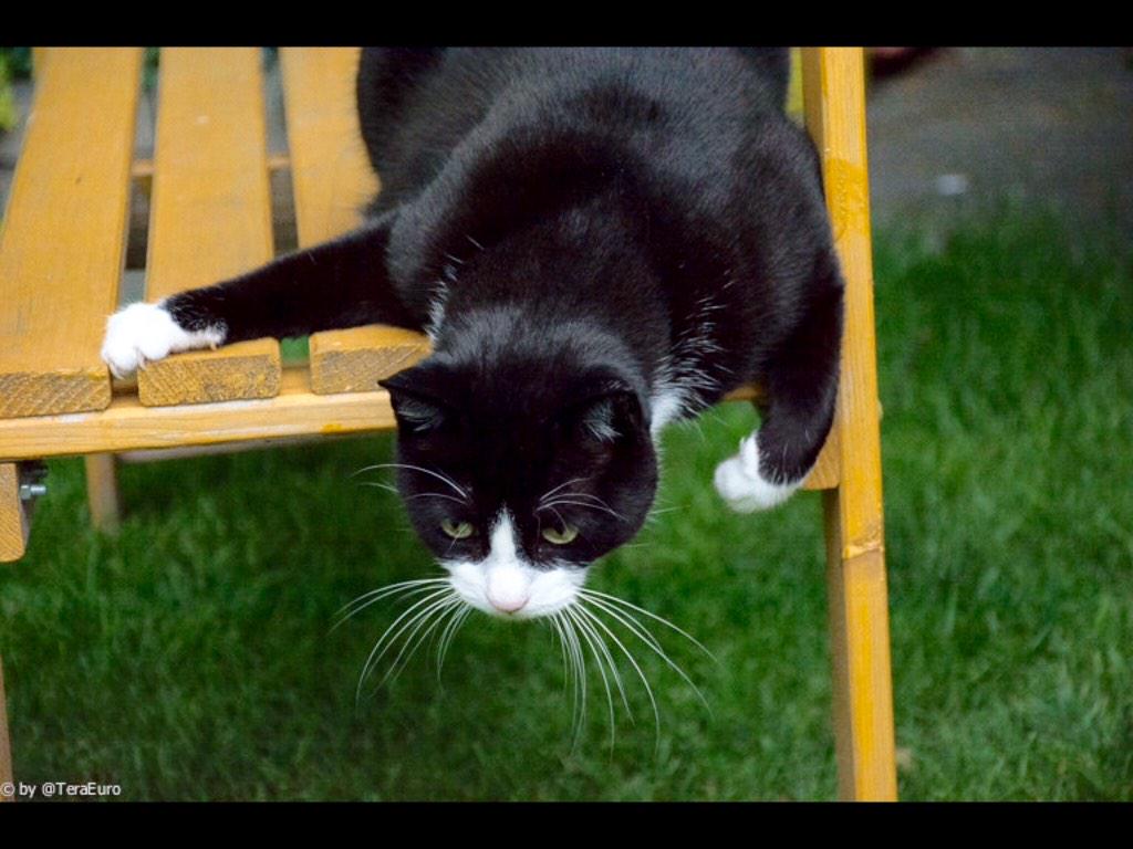 hugo4de's tweet image. #WT? MOL 
some1 &quot;boehmered&quot;🇩🇪 my #photie ? 
#readitherefirst #googlechecked 😻😈👍
@MightyMolasses @ThorSelfies