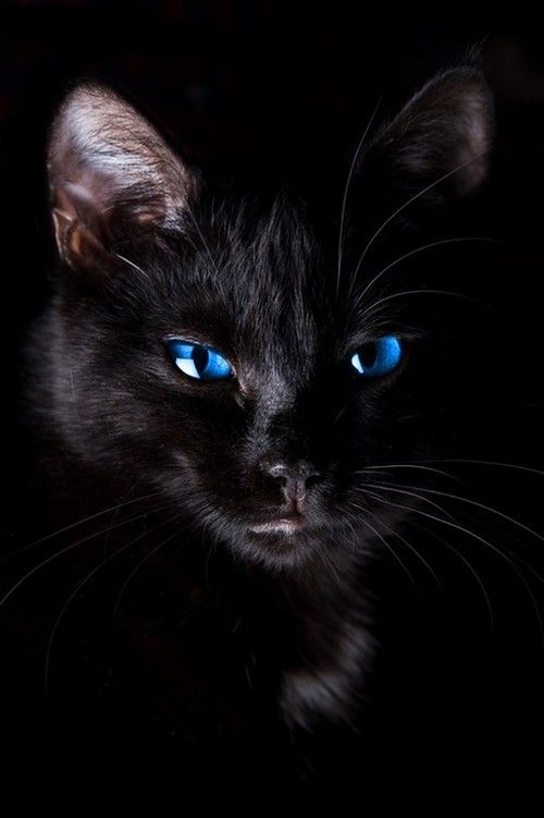 isobelrss's tweet photo. Hay pocos animales más hermosos que un gato así... http://t.co/do2ZJrqAj7