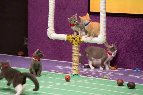 enews's tweet photo. Happy Kitten Bowl day! Check out the photos of all the ADORABLE players! http://t.co/TG4vIb9vbS http://t.co/bFVd0ymPa7