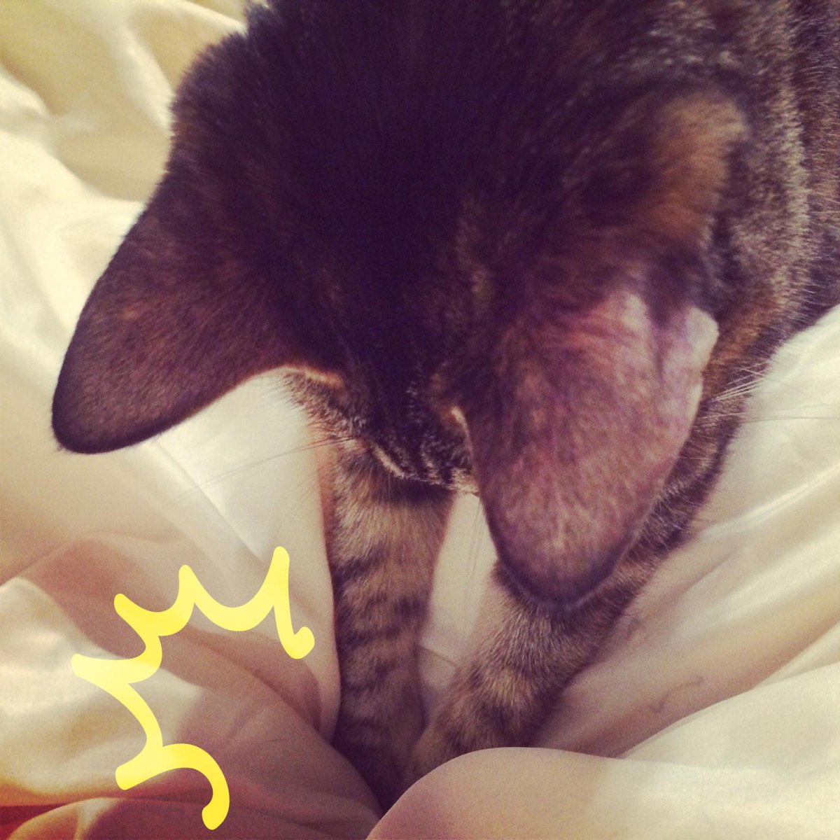 Klost_zero's tweet photo. 把棉被當成打地鼠遊戲的糖ˊ_>ˋ @Petavision #Doodly - http://t.co/3pwgE74Z0n