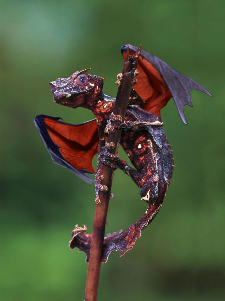 Inspiresinc's tweet photo. Satanic leaf tailed Gecko. It's like a real life Dragon! http://t.co/xTT38NHtK8