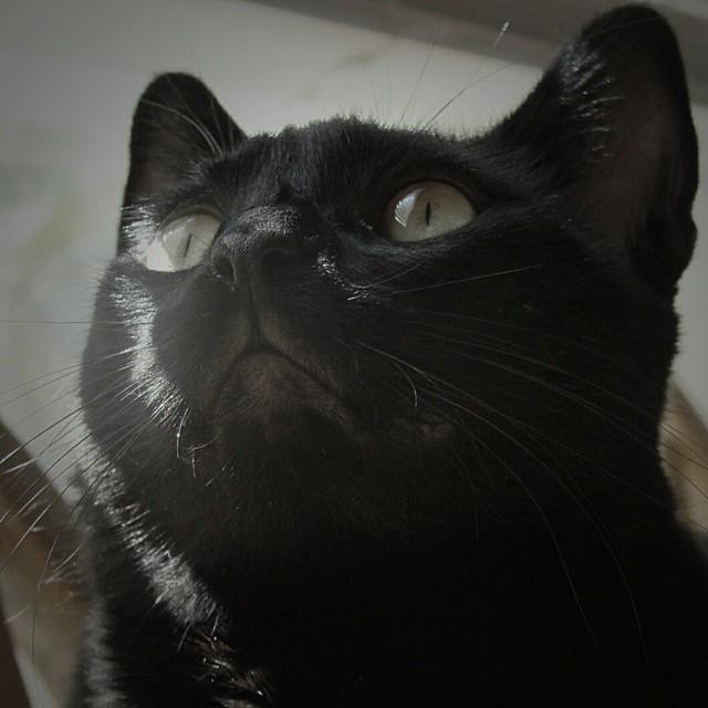 That look when they hear the sound of a can being opened 👀😂 #betterpetowners