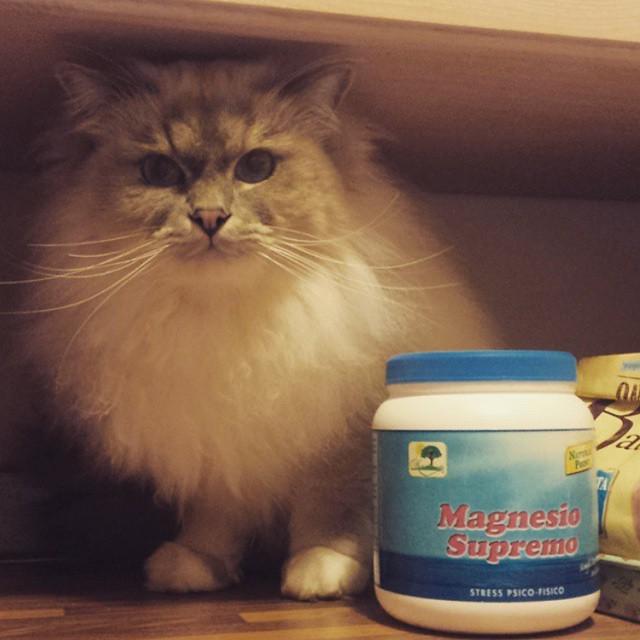 Health-conscious kitty. 😉 #betterpetowners