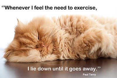 MeetGarfi's tweet photo. #Garfi #Meetgarfi #Angycat http://t.co/BjE8RpCCPr