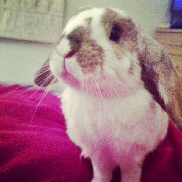 Hellooo bunpals!! Long time no nose licks 😋. Mumma has been a PANTS at my Twitfur! How is you all? *nose wiggle* 😘