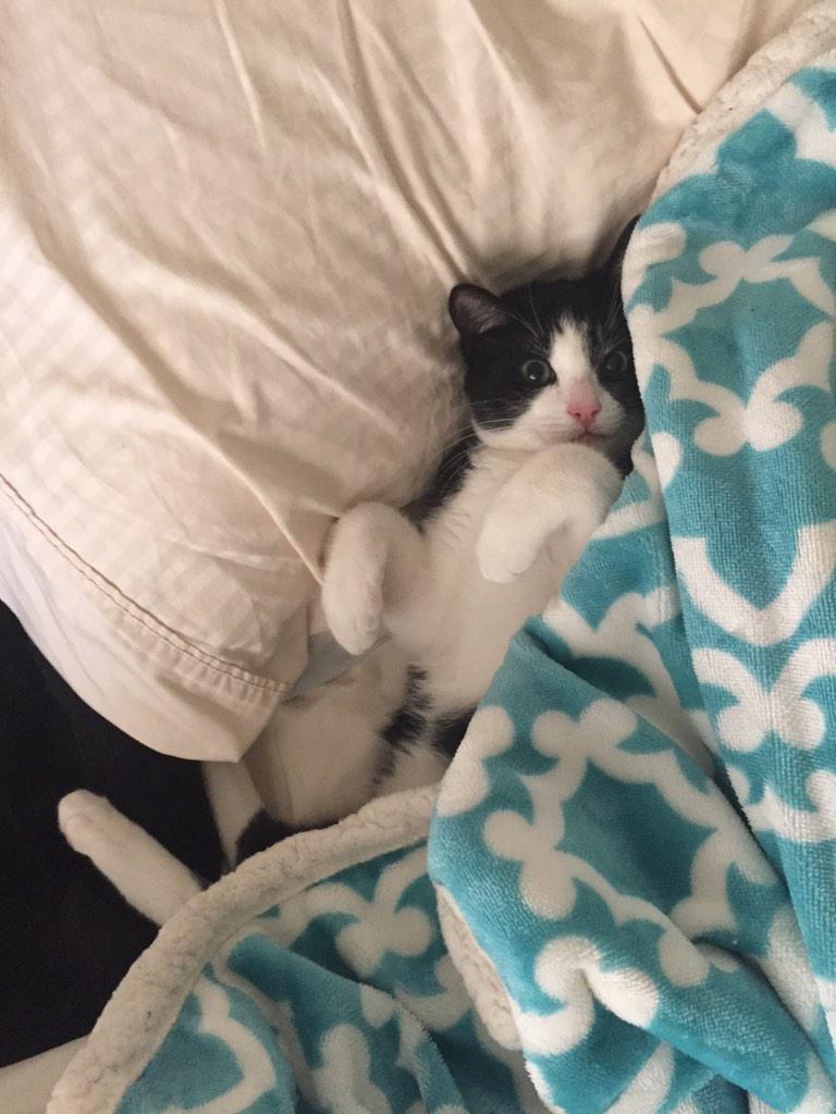smay319's tweet photo. Happy caturday 🐱 http://t.co/TSa6PtawIN