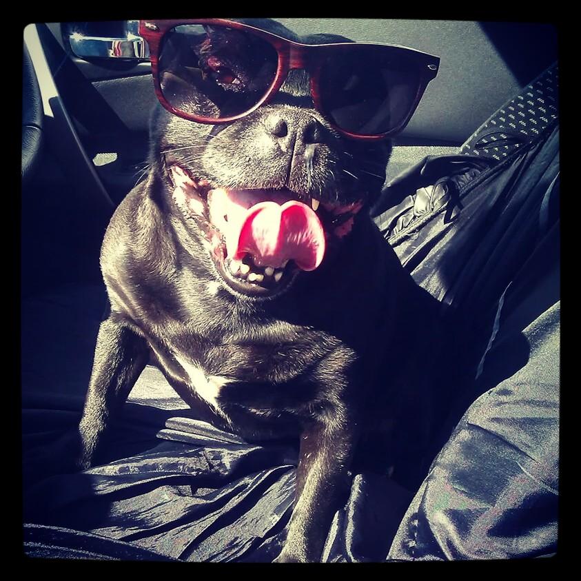 NatalieCsTweets's tweet photo. Pippa's pets at him VIP 3million entry! @PetsatHome  #VIP3million http://t.co/UKd7pMh3xp