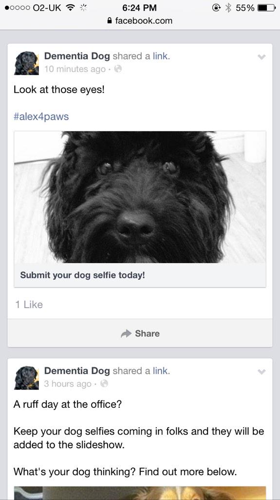 flintythedoodle's tweet photo. I'm on the @dementiadog FB page! Check me! Donate guys, Donate!
Text BARK04 £4 to 70070 #alex4paws http://t.co/UxRAoZJF1h
