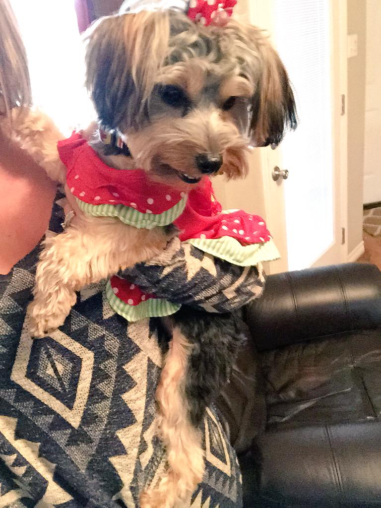 MuttPups's tweet photo. This is Khloee's cousin Stella! She's no mutt, but we still love her ❤️ http://t.co/fCcewlxQzH