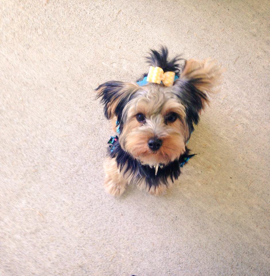 MuttPups's tweet photo. This is Khloee's cousin Stella! She's no mutt, but we still love her ❤️ http://t.co/fCcewlxQzH