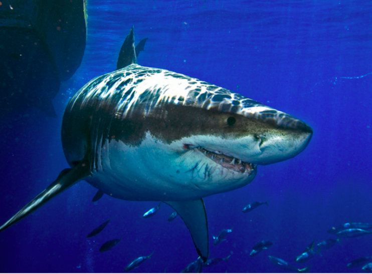 LansdalePatch's tweet photo. Great White Attack, Crazy Road Rage Vid, Missing Man Found -- After 7 Years: Patch's Most-Read Stories of January.… http://t.co/9EPqebITM8